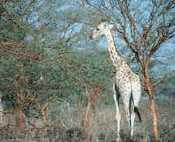 Girafe